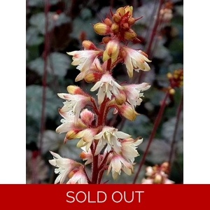 Heuchera 'Isla'